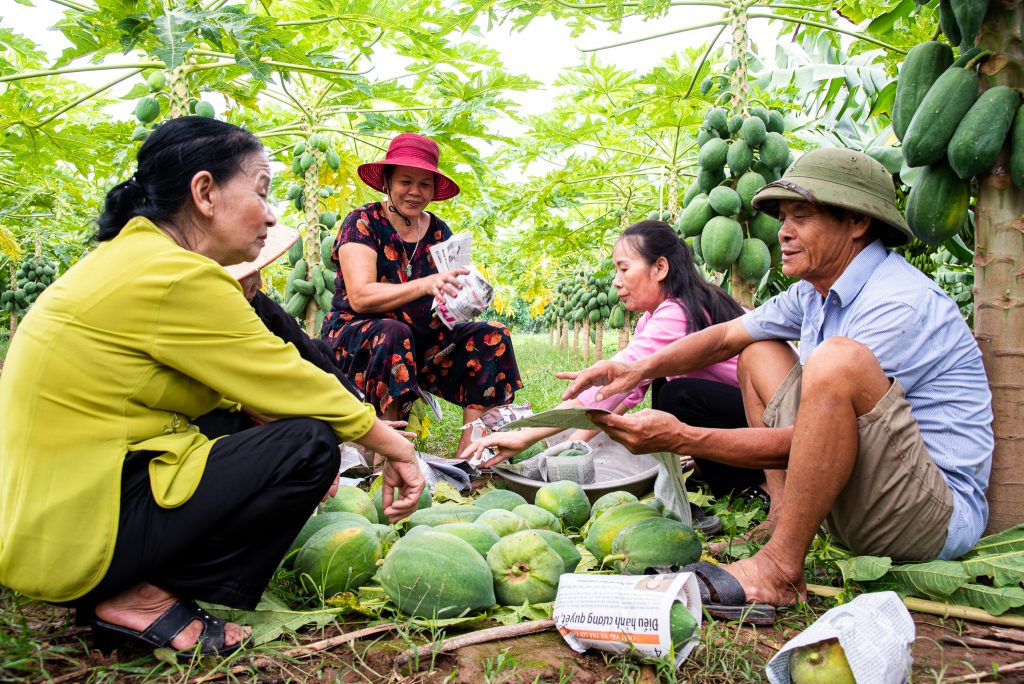 Hanoi_Lay village_growing papaya